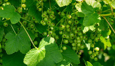 green unripe red currant on the branches in the gardenの写真素材