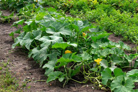 Green leaves of a pumpkin on a bedの写真素材