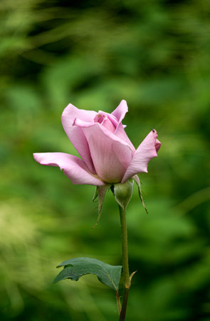 Beautiful pink roses on flower bed in a gardenの写真素材