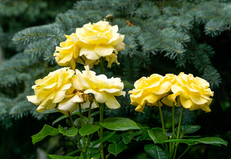 Beautiful yellow roses on flower bed in a gardenの写真素材