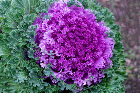 Multi-colored decorative cabbage in the autumn garden.の写真素材