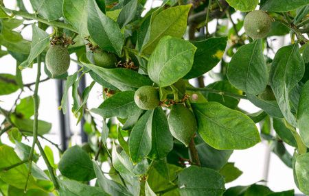 Fruits of green lemons on branches.の写真素材