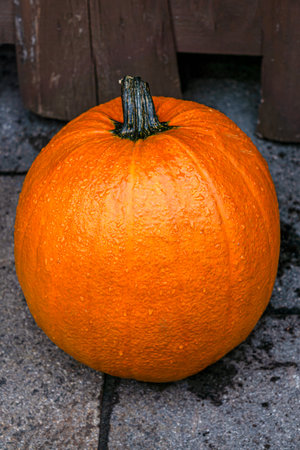 A beautiful orange pumpkin decorates the street.の写真素材