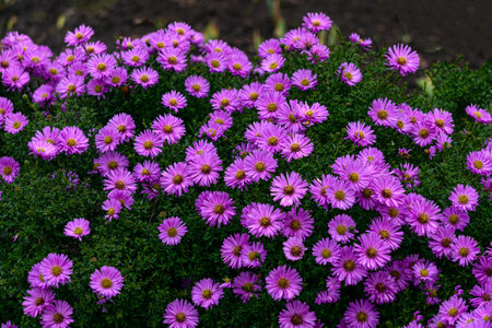 A bush of purple-lilac perennial chrysanthemums in a flowerbed in summer.の写真素材