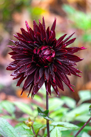 Beautiful burgundy dahlia flower on a bush in the gardenの写真素材