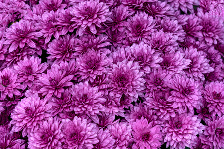 Background of violet-lilac chrysanthemums on a flowerbed in summer