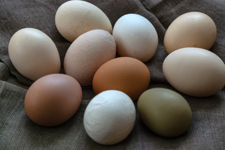 Multi-colored large chicken eggs from domestic chickensの写真素材