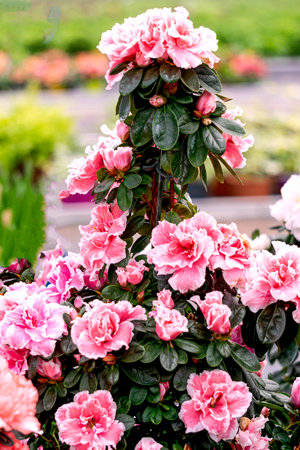 Multi-colored azalea flowers in flower pots in a greenhouseの写真素材
