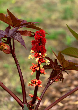 Castor oil plant with flowers in the garden.の写真素材