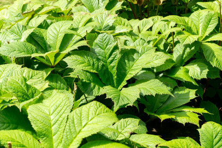 Rodgersia flowering plant in garden. Close up.の写真素材