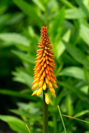 The flower of Kniphofia flamenco is orange-yellow.の写真素材