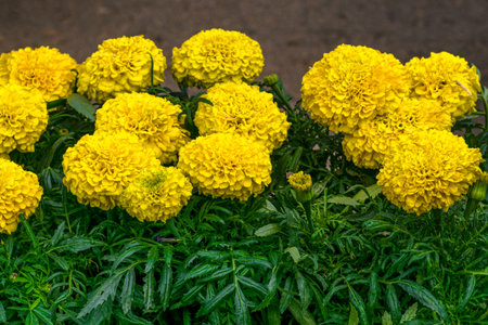Bright yellow marigold flowers on a flowerbed. Decoration for the cityの写真素材
