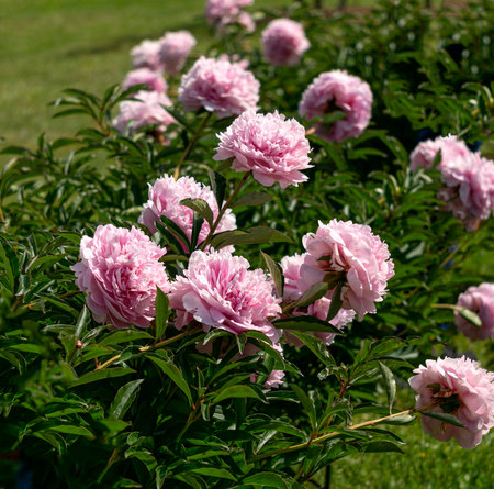 Magnificent buds of unusual soft pink peonies close-up.の写真素材