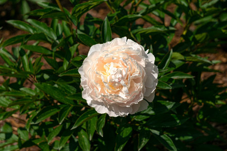 Magnificent bud of unusual white peonies. Beautiful blooming of summer flowers close-up in the gardenの写真素材