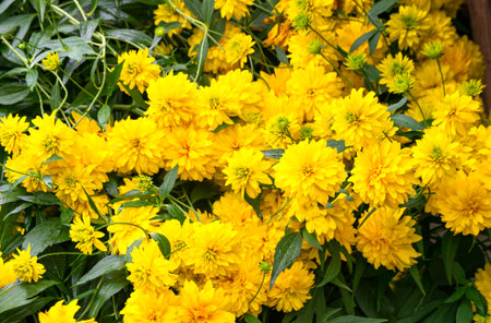 Bright yellow terry rudbeckia in a garden flowerbed.の写真素材