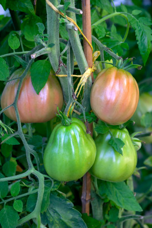 Green tomatoes in a greenhouse, growing young tomatoes in a greenhouse.の写真素材