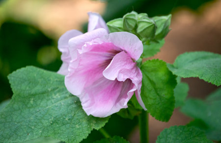 Delicate pink mallow flowers in a summer garden.の写真素材