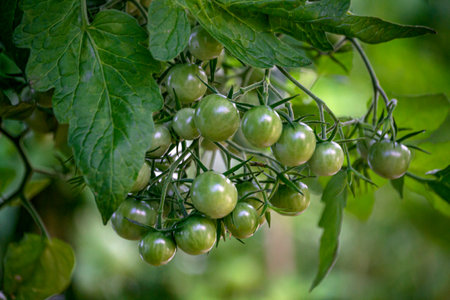 Green cherry tomatoes on branches in a greenhouse.の写真素材