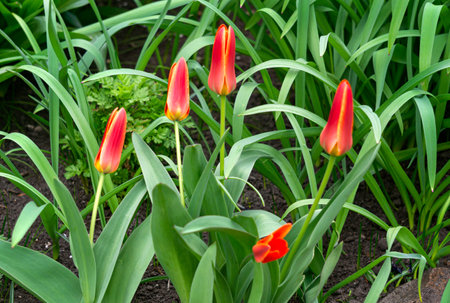 Red and yellow tulips in a flowerbed in the garden in early springの写真素材