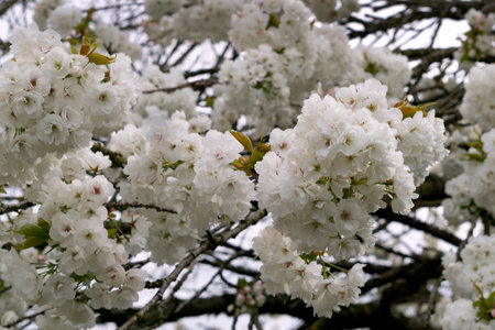 Branches of a beautiful ornamental flowering cherry tree on a spring dayの写真素材