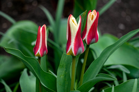 Red and white tulips in a flowerbed in the garden in early springの写真素材
