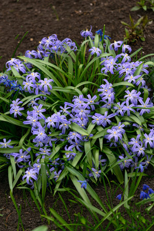 The first spring flowers of Chionodox with blue flowersの写真素材