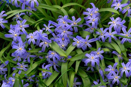 The first spring flowers of Chionodox with blue flowersの写真素材