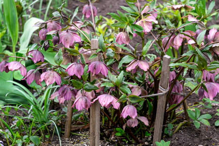 A bush of the first burgundy-pink hellebore flowers in early springの写真素材