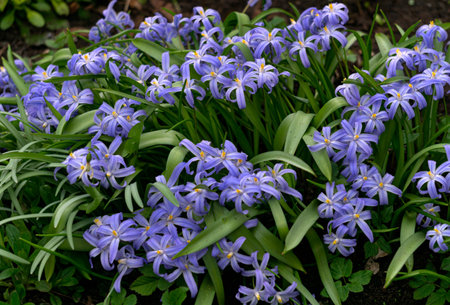 The first spring flowers of Chionodox with blue flowersの写真素材