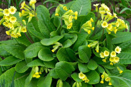 Primrose wildflowers with yellow flowers in early springの写真素材