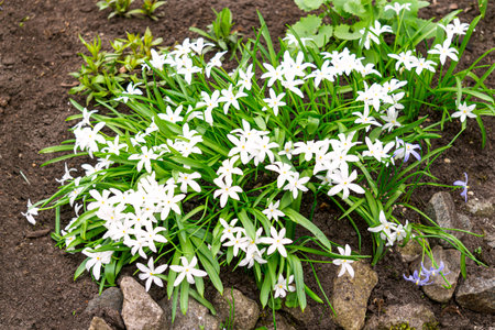 The first spring flowers of Chionodoxa with white flowersの写真素材