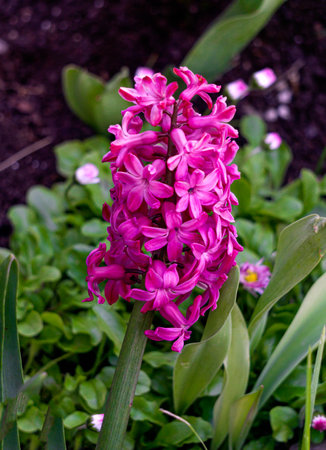 Bright, dark pink hyacinth flower on a flowerbed in springの写真素材
