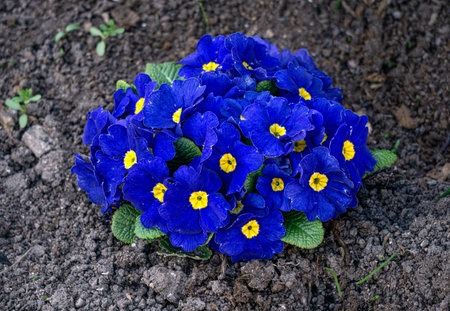 Primrose flowers with bright blue flowers that bloom in early springの写真素材