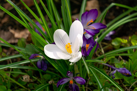 The first spring flowers are crocuses, white and purple. Early spring