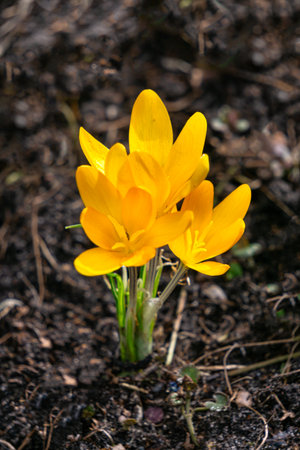 The first yellow spring flowers crocuses. Early springの写真素材