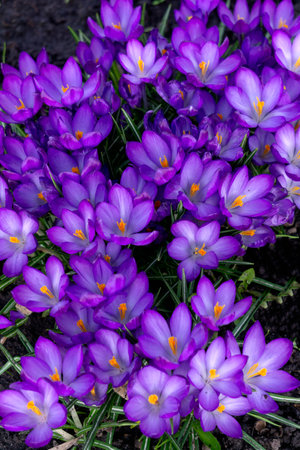 The first purple spring flowers crocuses. Early springの写真素材