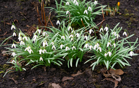 The first spring flowers white snowdrops. Early springの写真素材