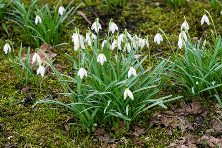 The first spring flowers white snowdrops. Early springの写真素材