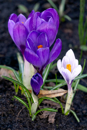 The first purple spring flowers crocuses. Early springの写真素材