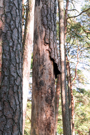 The bark of the pine tree is damaged by the bark beetle pestの写真素材