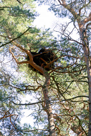 A large bird's nest made of branches and sticks on a pine treeの写真素材