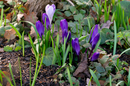 The first purple spring flowers crocuses. Early springの写真素材