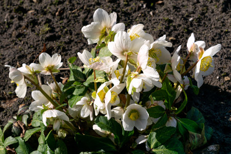 A bush of the first white hellebore flowers in a flowerbed on a sunny dayの写真素材