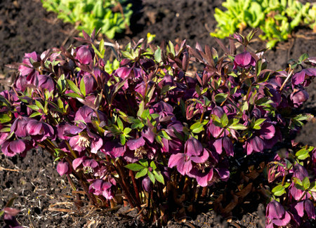 Bushes of the first burgundy-pink hellebore flowers in a flowerbed on a sunny dayの写真素材