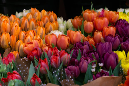 Bouquets of bright, multi-colored tulipsの写真素材