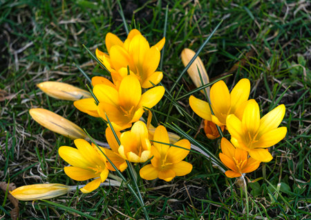 The first yellow spring flowers crocuses. Early springの写真素材
