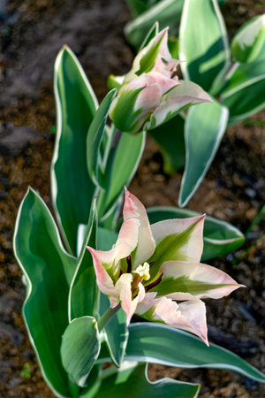 Unusual tulips of a soft pink color with a green centerの写真素材