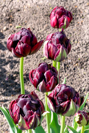 Unusual double tulips of dark burgundy colorの写真素材