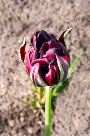 Unusual terry tulips of dark burgundy colorの写真素材