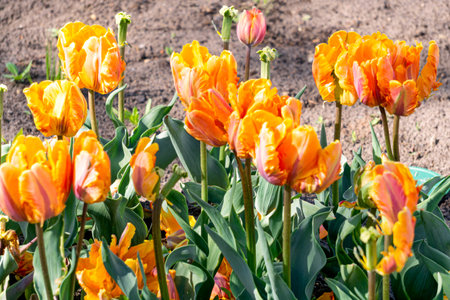 Yellow and orange tulips in a flowerbed in the garden in early springの写真素材